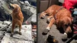 Kahraman Köpek Killian Hayatını Kaybetti! Depremde 18 Can Kurtarmıştı