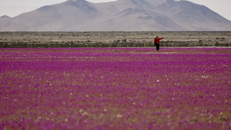 Çöl Çiçek Açtı! Atacama Çölü'nde Görülen Olağanüstü Dönüşüm
