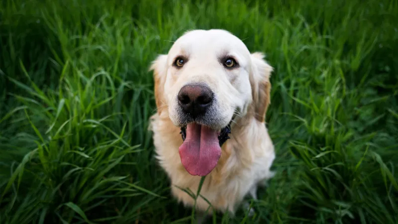 İtalya'da Köpek Vergisi Şoku! Turistler Hazır Mı?
