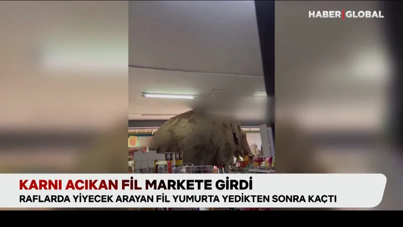 Aç Fil Market Bastı! Tayland'da Şaşırtan Anlar