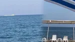 Mersin'de Köpek Balığı Paniği! Plajlar Boşaltıldı!