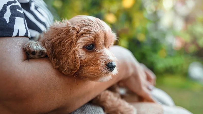 Yavru Köpek Sevgisi Faciası! Kadın Kuduzdan Hayatını Kaybetti!