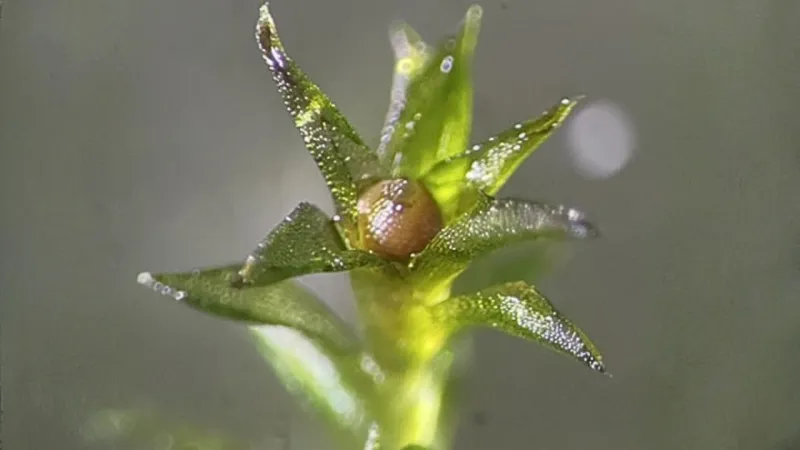 Yosun tohumları 9 ay boyunca uzay boşluğuna dayandı